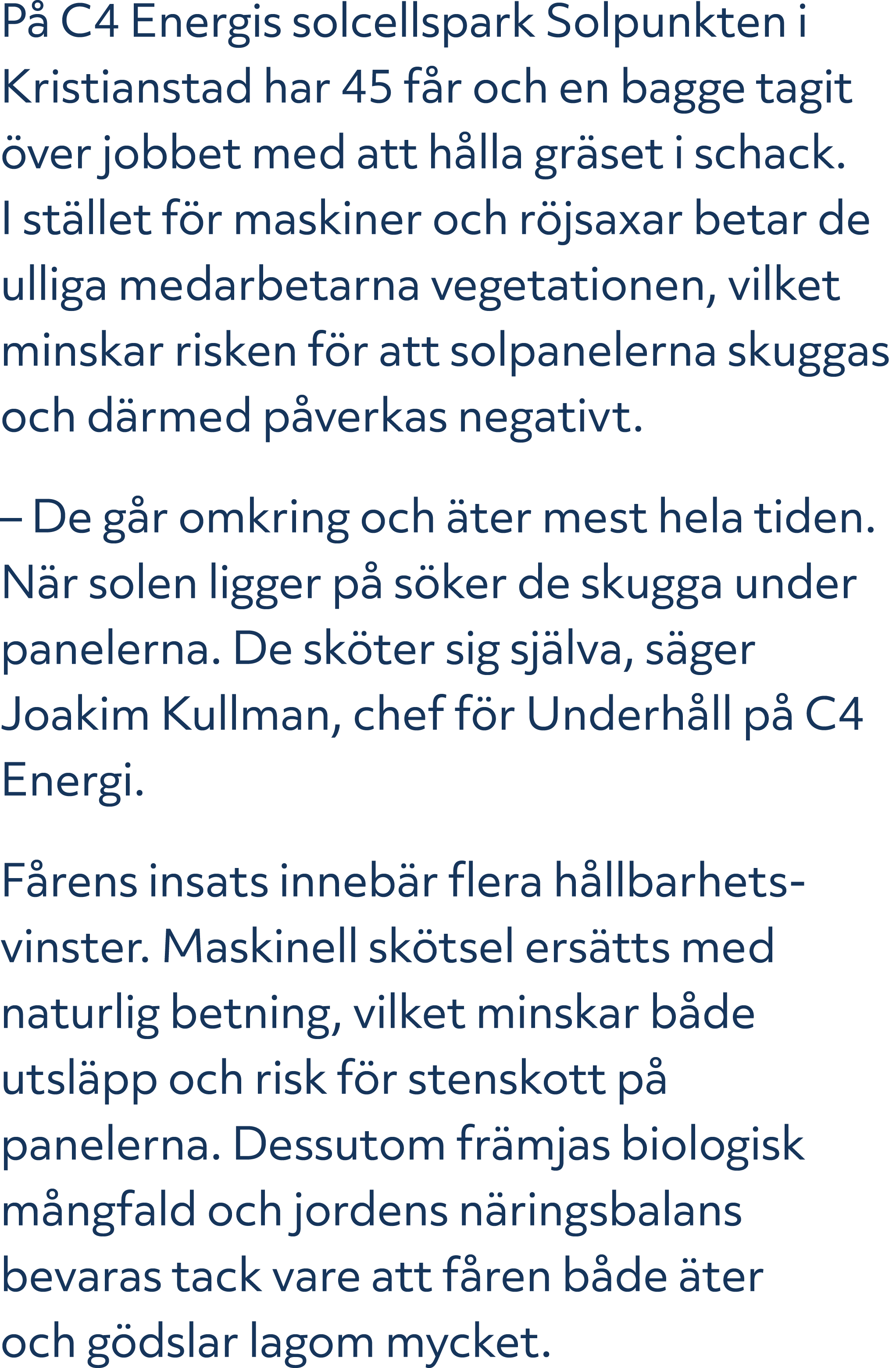 P C4 Energis solcellspark Solpunkten i Kristianstad har 45 f r och en bagge tagit  ver jobbet med att h lla gr set i...