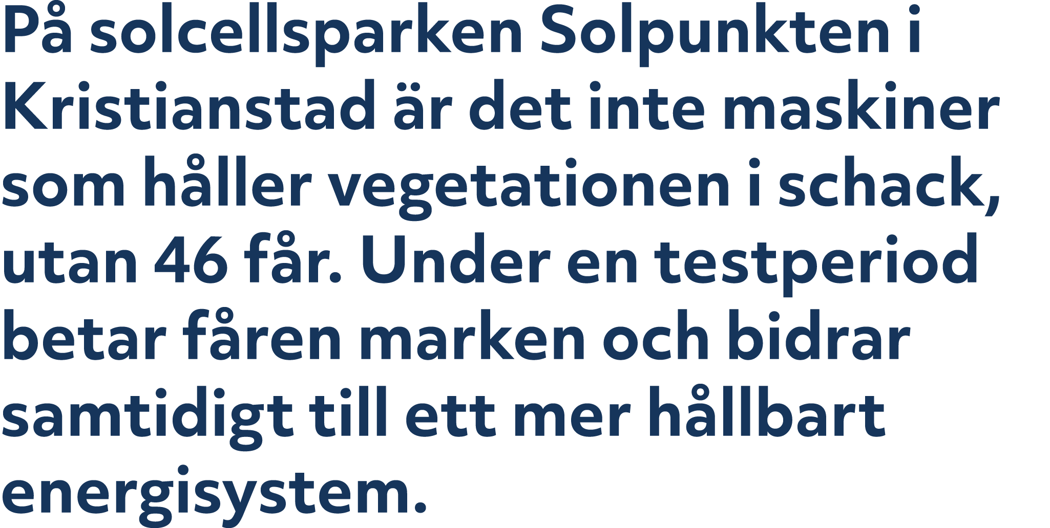 P solcellsparken Solpunkten i Kristianstad  r det inte maskiner som h ller vegetationen i schack, utan 46 f r. Under...