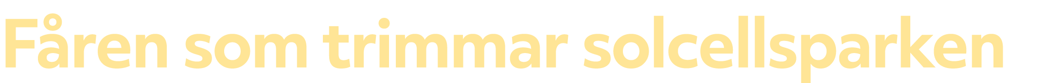 F ren som trimmar solcellsparken